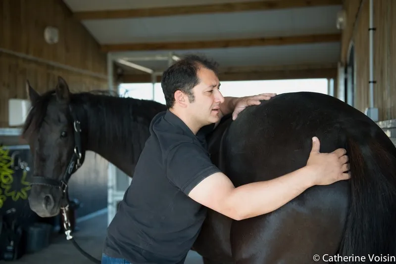  Ostéopathie équine, Passy, Cabinet William Hamouchi
