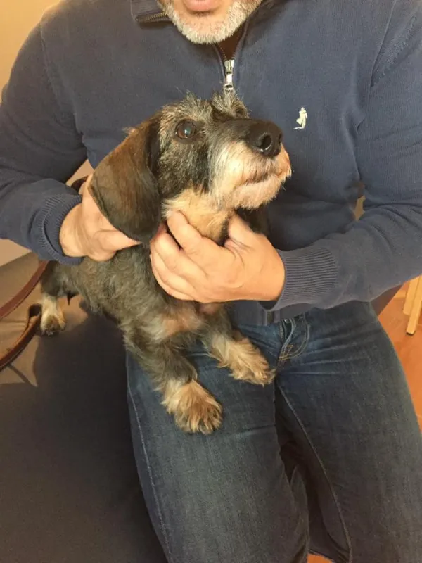 Chien, Passy, Cabinet William Hamouchi