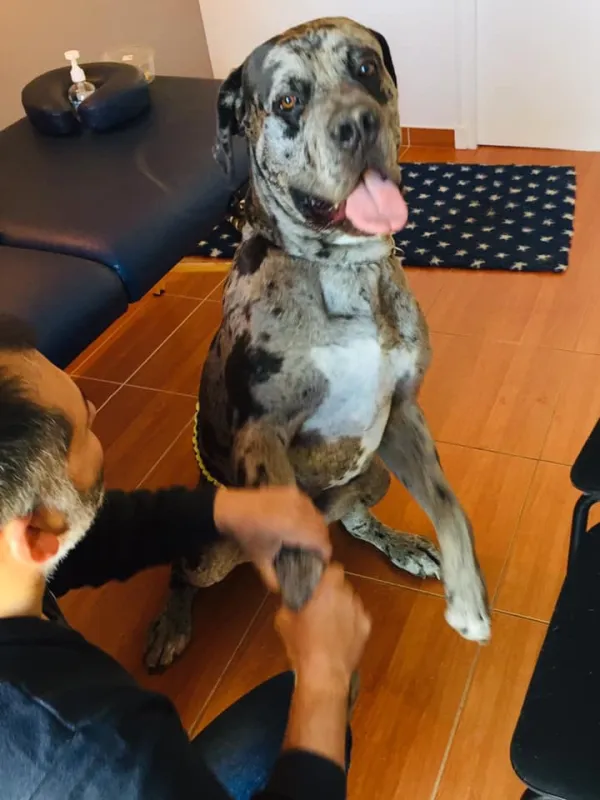 Chien, Passy, Cabinet William Hamouchi