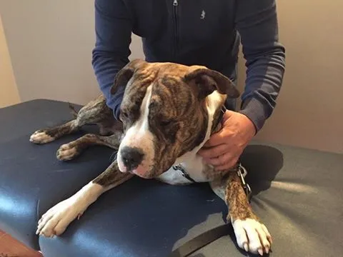 Chien, Passy, Cabinet William Hamouchi