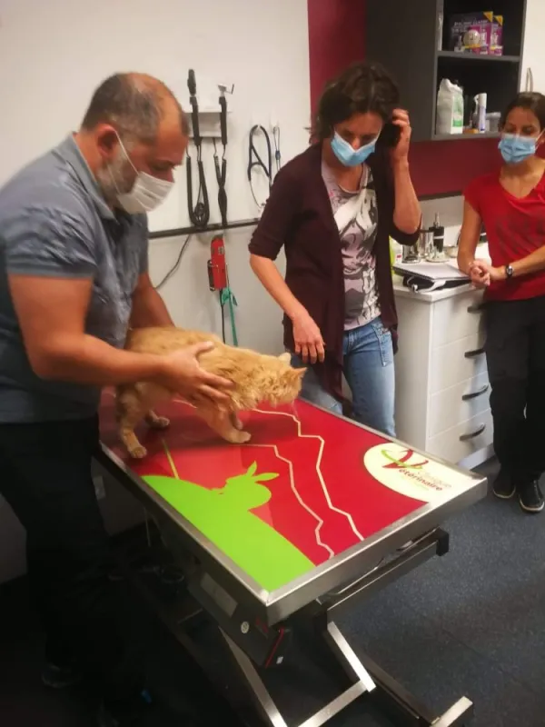  stage de préparation à l'examen d'osteopathe animalier, Passy, Cabinet William Hamouchi