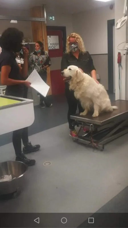 Stage de préparation à l'examen d'osteopathe animalier, Passy, Cabinet William Hamouchi