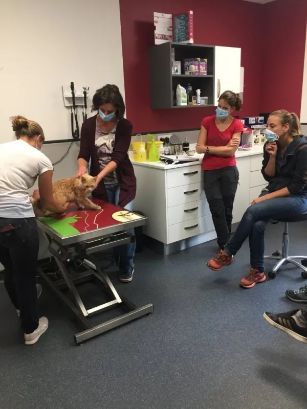  stage de préparation à l'examen d'osteopathe animalier, Passy, Cabinet William Hamouchi